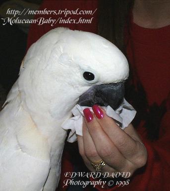 Baby's Beak Wipe Picture